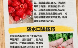 树莓栽培技术难？销售渠道怎么找？