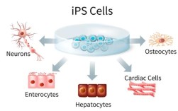 IPS与On-Cell技术，谁更优？