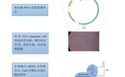 2025基因编辑技术将如何改变医疗？