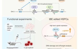 ngago基因编辑技术的优势与应用前景如何？