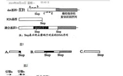 ngago基因剪切技术原理是什么？