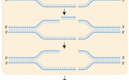 基因编辑技术如何精准作用？