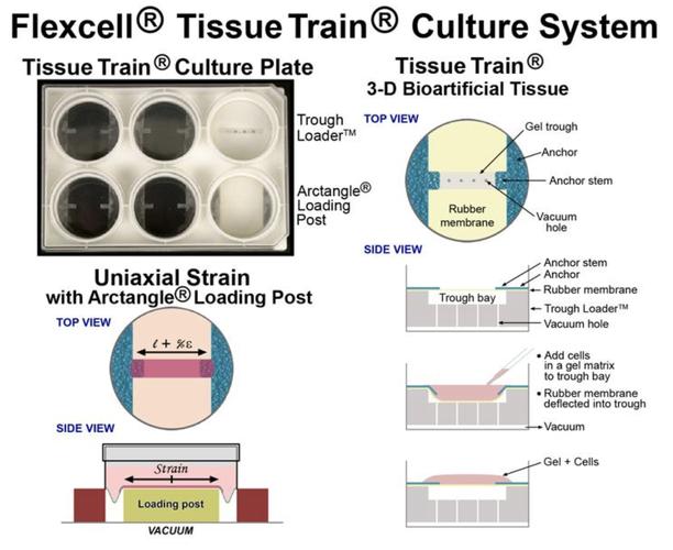 flexio技术 freescale