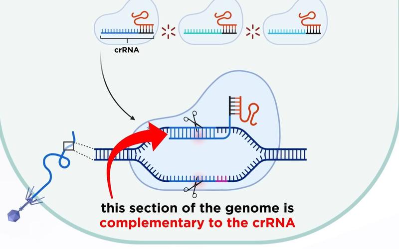 CRISPR-Cas9基因编辑技术,如何精准改写生命密码?-图1 CRISPR-Cas9基因编辑技术,如何精准改写生命密码?-图1