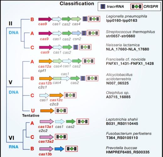 CRISPR-Cas9基因编辑技术,如何精准改写生命密码?-图3 CRISPR-Cas9基因编辑技术,如何精准改写生命密码?-图3