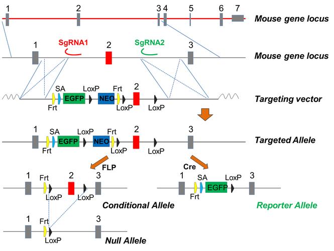 IndoorAtlas定位技术如何实现高精度室内定位？-图2
