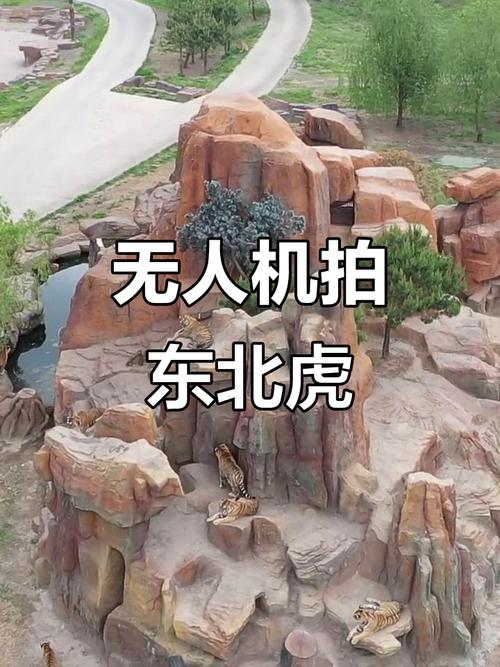 老虎怎么拍无人机的？教程在这里！-图1