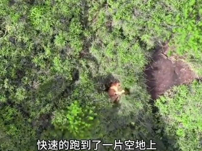老虎怎么拍无人机的？教程在这里！-图2