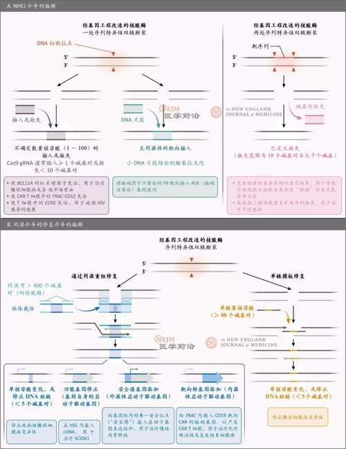 CRISPR技术属于哪种基因编辑技术？-图1