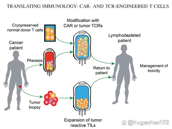 CRISPR技术属于哪种基因编辑技术？-图3