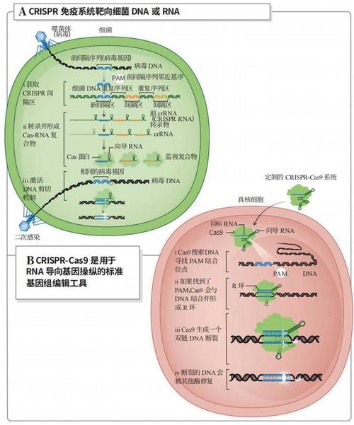 CRISPR技术属于哪种基因编辑技术？-图2