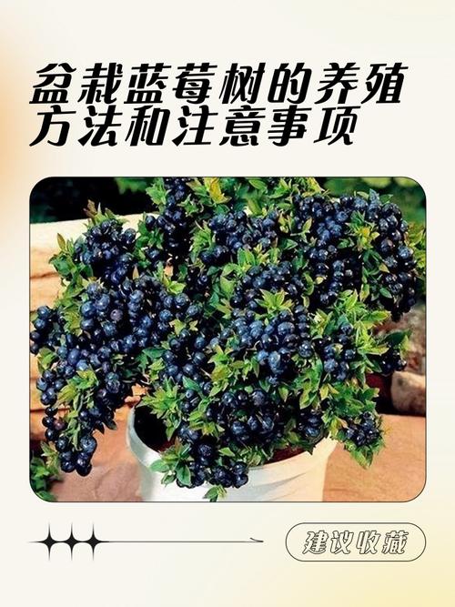 树莓栽培技术难？销售渠道怎么找？-图3