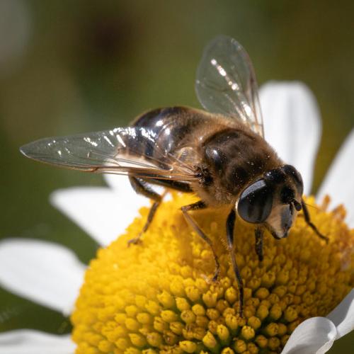 无人机又被称为大苍蝇-图2