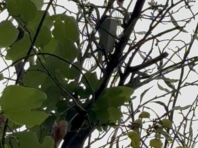 无人机落在树上怎么办-图2