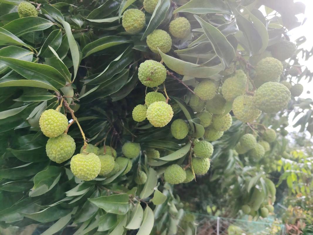 无人机喷药需持证吗？-图2