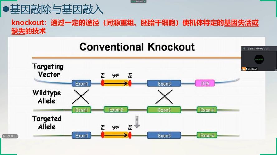 基因编辑技术如何精准作用？-图2